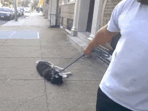 Clip: Chú chó giở trò 'lầy lội' vì ham chơi không muốn về nhà