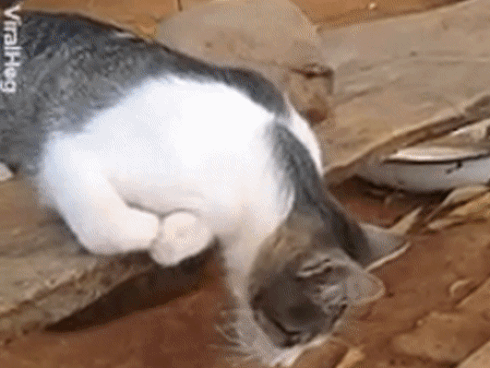 Video: Chú mèo ngủ say nhất quả đất khiến dân mạng cười ngặt nghẽo