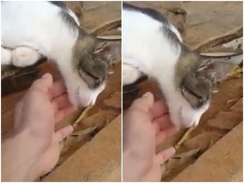 Chú mèo ngủ say nhất quả đất khiến dân mạng cười ngặt nghẽo