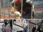 Khu du lịch tại Đà Lạt bị tố cáo ngược đãi động vật