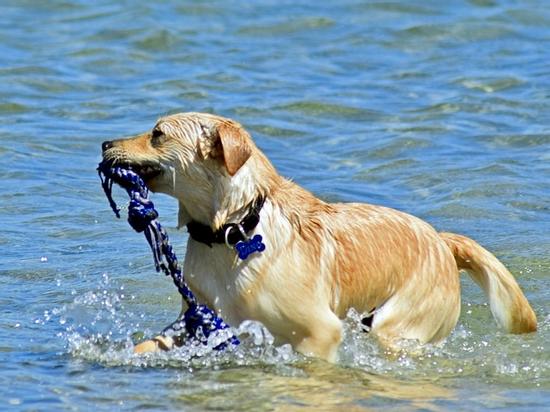 Phản ứng khi lần đầu boss được sen cho đi biển