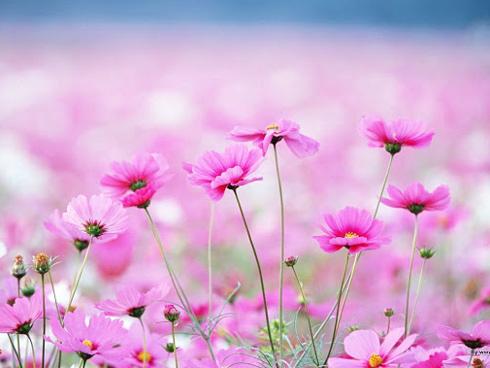 Tử vi thứ Năm ngày 24/5/2018 của 12 con giáp