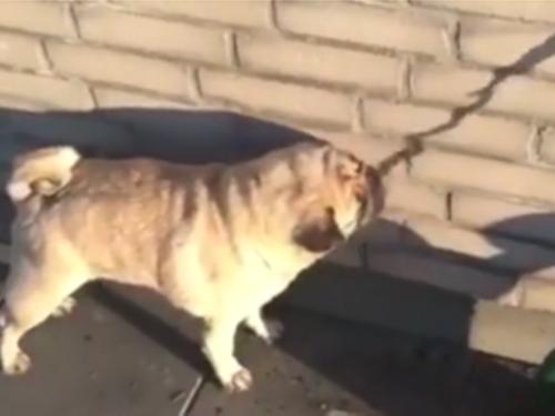 Sai lầm 'chết người' làm chú chó uống mãi không đỡ khát