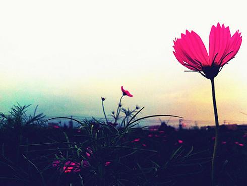 Tử vi thứ 6 ngày 25/5/2018 của 12 con giáp