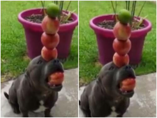 Chó biểu diễn ảo thuật làm người xem vừa thương vừa buồn cười