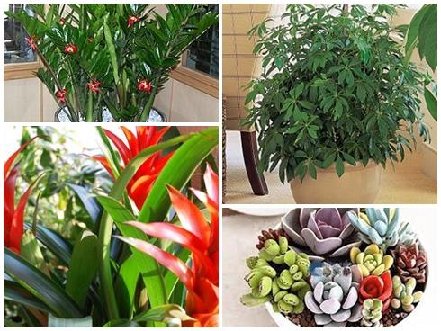 12 con giáp nên trồng cây gì trong nhà để hút tài lộc, tiền bạc?