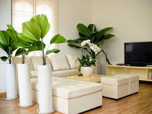 Trồng cây phải tuân theo nguyên tắc này kẻo ảnh hưởng đến vận may, tài lộc