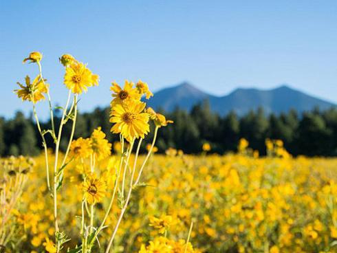 Tử vi thứ Ba ngày 5/6/2018 của 12 cung hoàng đạo