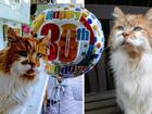 Dân mạng chúc mừng sinh nhật tuổi 30 của chú mèo già nhất thế giới
