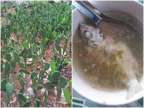 Cô gái làm dâu Bình Định, đến bữa 'sốc' vì mẹ chồng nấu canh cá với xương rồng cho ăn