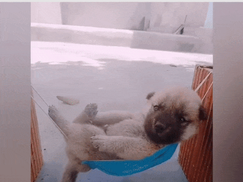 Đây là 2 chú chó gây bão mạng xã hội những ngày qua: nằm 'đu võng' mặt buồn thiu nhưng lại rất thần thái