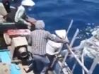 Clip ngư dân phóng lao giết cá heo gây phẫn nộ