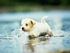 Clip: Chú chó có khả năng 'bay' trên mặt nước