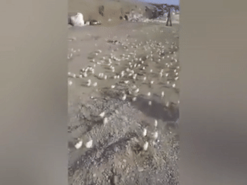 Video: Hàng trăm gà con nở từ đống trứng gà thối nháo nhác tìm mẹ khiến ai cũng kinh ngạc