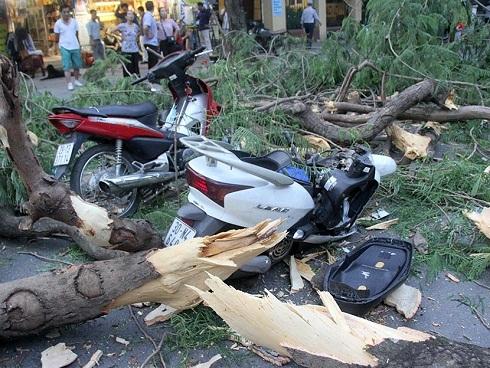 Cây đổ đè 5 người trên phố Quán Sứ, 2 người bị thương nặng