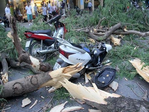 Hà Nội: Cây đa trước đền cổ đổ gục, đường ống dây cáp lộ thiên-10