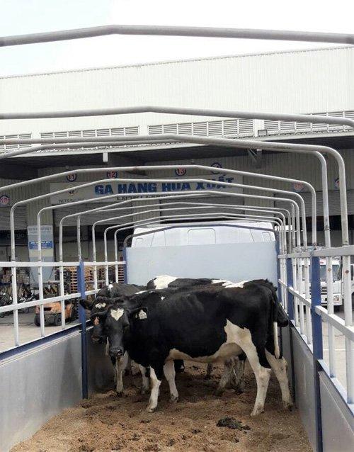 Vinamilk tiên phong với sữa A2-4