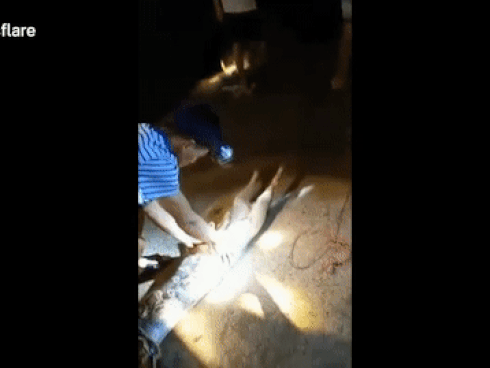 Video: Người dân bắt con trăn 'ễnh bụng' nôn trả chú chó
