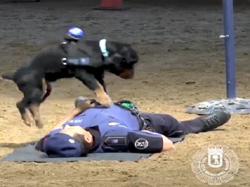 Dân mạng 'ngả mũ' với chú chó biết hô hấp nhân tạo