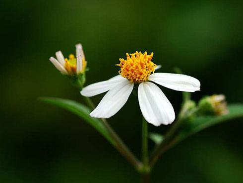 Tử vi thứ Tư ngày 27/6/2018 của 12 cung hoàng đạo