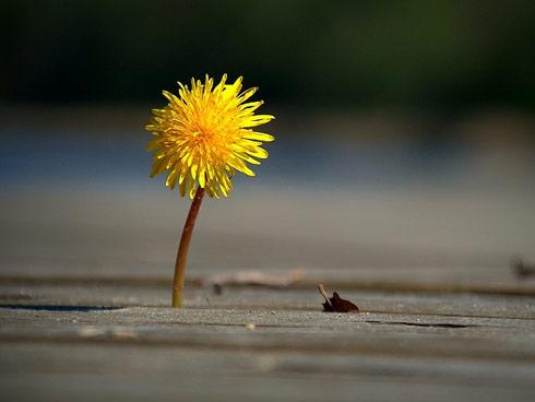 Tử vi thứ Sáu ngày 29/6/2018 của 12 cung hoàng đạo