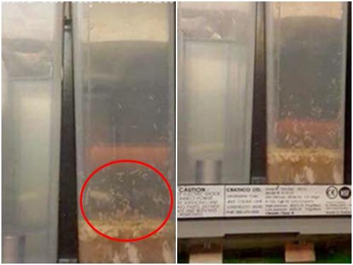 Phụ huynh lo lắng khi phát hiện thịt gà có giòi trong cơm học sinh-2