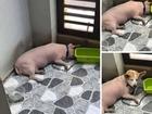 Chú thú cưng hot nhất mạng xã hội ngày hôm nay: đầu chó mình lợn khiến người xem bật cười