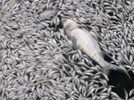 Hơn 20 tấn cá chết trắng Hồ Tây, cơ quan chức năng Hà Nội nói gì?