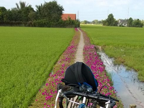 Ngắm nhìn con đường hoa mười giờ đẹp nhất Miền Tây