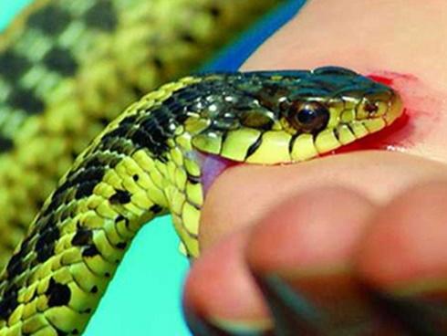 Giải mộng: Nằm mơ bị rắn cắn báo hiệu điều gì?