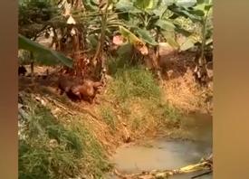 Ba chú chó tập 'nhảy cầu' đầy phấn khích Ba chú chó tập 'nhảy cầu' đầy phấn khích