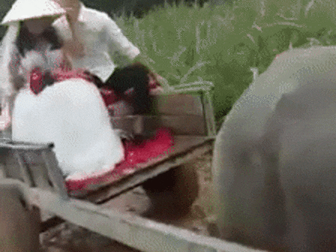 GÓC MƯA GIÓ: Chú rể dùng xe trâu rước nàng về dinh gây xôn xao ở Nghệ An