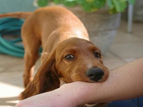 Bé trai 10 tuổi bị chó cắn nát tay khi đang cho chó nhà ăn