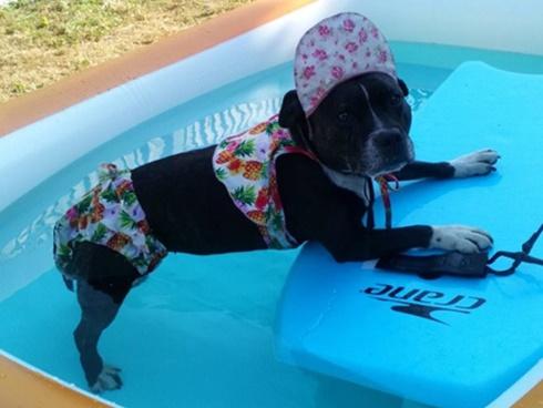 Thú cưng được mệnh danh rich kid vì có xe hơi, thuyền riêng