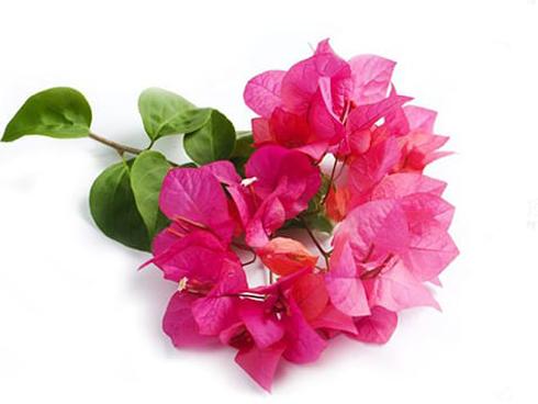 Loài hoa hộ mệnh nào sẽ đem lại may mắn cho 12 chòm sao?