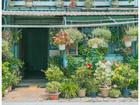 Thực hư nhà 'đẹp như tranh' ở An Giang bị trộm cây sau khi gây sốt