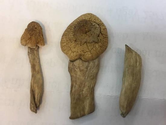 Bộ Công an xác minh 'nấm thần' chứa ma túy