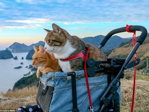 Ghen tỵ với 2 chú mèo du lịch khắp Nhật Bản cùng ông chủ doanh nhân