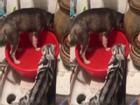 Chó bị mèo 'trừng phạt' vì tội... lãng phí nước