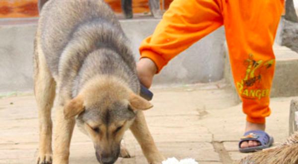 Bác sĩ cấp cứu kể nỗi ám ảnh, bất lực trước ánh mắt người sắp chết vì chó cắn-1