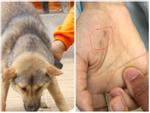 Nuôi chó bị chó cắn chết: Người đàn ông ở Hà Nội bị 2 con chó béc giê nhà nuôi cắn đứt cổ-3