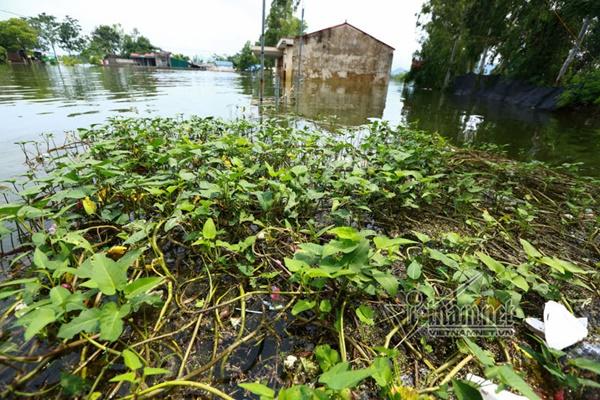 Lụt ở Chương Mỹ: Khốn đốn rác tràn vào nhà, vớt mỏi tay không hết-7