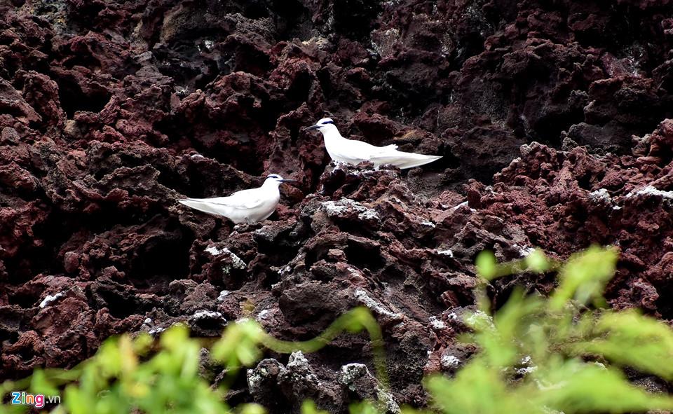 Ngắm miệng núi lửa trên đảo Lý Sơn từ fly cam-9