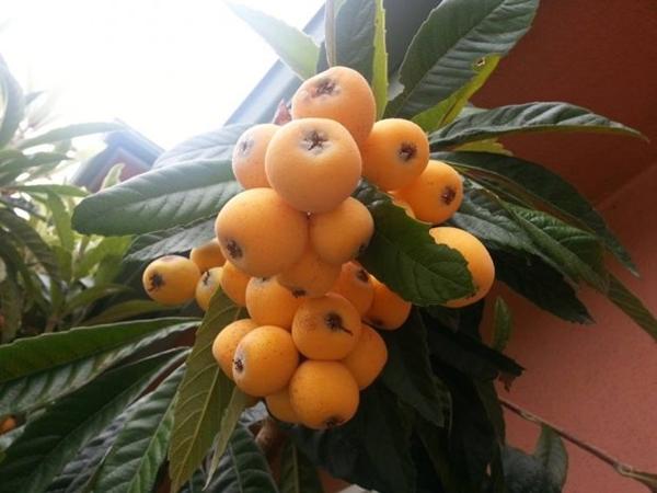 Khu vườn ngập cây trái Việt như nông dân thứ thiệt của Quang Lê ở Mỹ-9