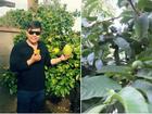 Khu vườn ngập cây trái Việt như nông dân thứ thiệt của Quang Lê ở Mỹ