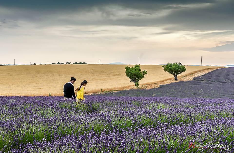 Lịm tim trước cánh đồng hoa oải hương đẹp không góc chết ở Pháp-5