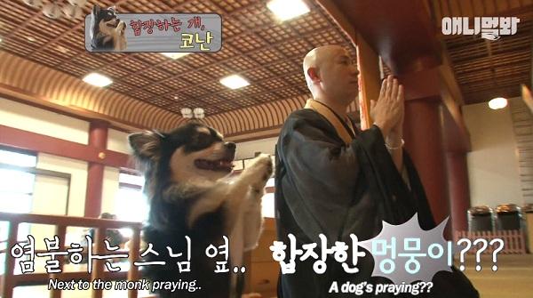 Chắp chân cầu nguyện trước tượng Phật mỗi ngày, chú chó Hàn Quốc nổi tiếng thế giới-1