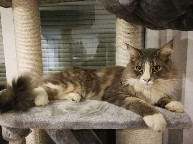 Ban đêm nghe thấy âm thanh rên rỉ, người đàn ông tá hỏa phát hiện thứ ẩn nấp dưới nền xi măng-1