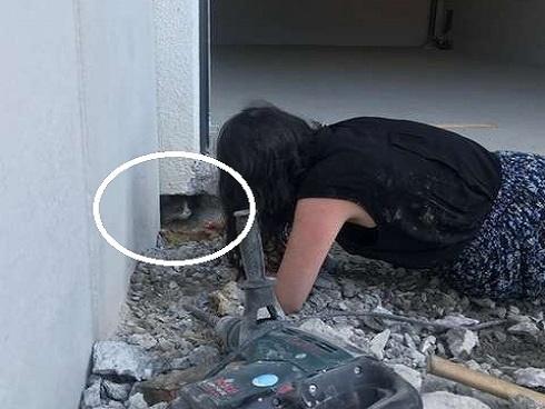 Ban đêm nghe thấy âm thanh rên rỉ, người đàn ông tá hỏa phát hiện thứ 'ẩn nấp' dưới nền xi măng