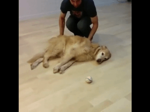 Lo chủ tắm biển nguy hiểm, chú chó kiên quyết kéo xềnh xệch lên bờ-3